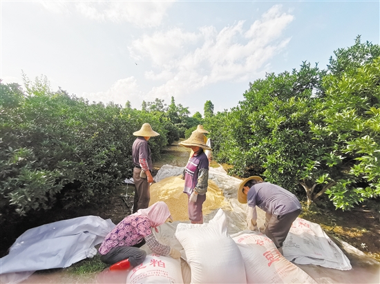 綠色有機(jī)種植已經(jīng)成為會(huì)城新會(huì)柑種植行業(yè)的共識(shí)，圖為種植戶為柑田準(zhǔn)備豆粕等有機(jī)肥。