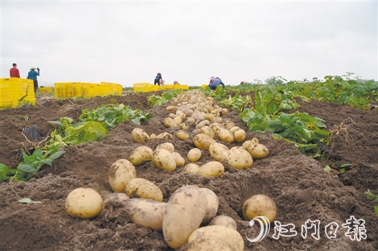 工人們對馬鈴薯進(jìn)行挑選分類、整理排布、打包裝框，現(xiàn)場展現(xiàn)出一派熱鬧的收獲景象。