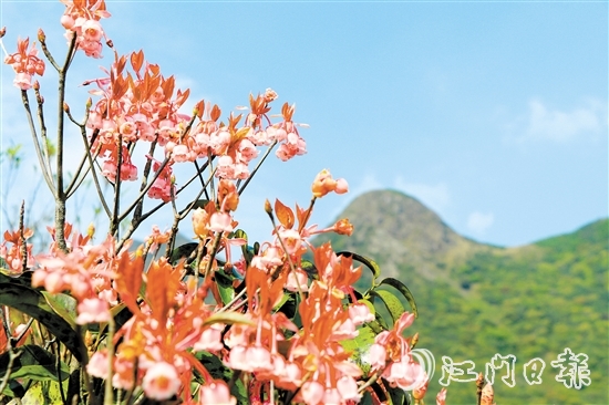 不少攝影發(fā)燒友到恩平市大槐鎮(zhèn)大人山，搶抓時(shí)機(jī)拍攝吊鐘花。