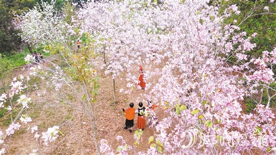 鰲峰山森林公園內(nèi)，宮粉紫荊花開正盛，引得游人醉。