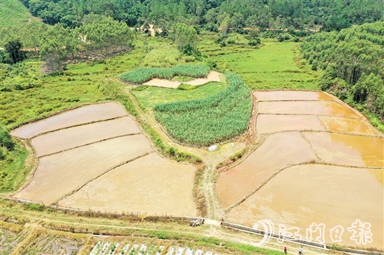 在恩平市供銷合作社的助力之下，越來越多撂荒地變成“希望田”。