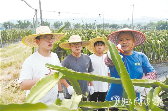 謝文耀（左一）、鄧金豪（左二）、吳育彬（右二）在農(nóng)場跟吳富焯（右一）學(xué)習(xí)火龍果剪枝。