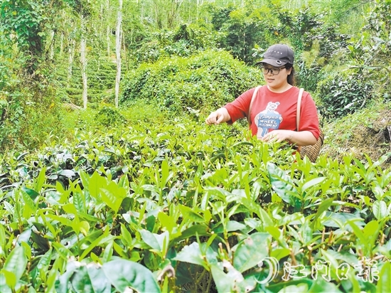 吳小敏親力親為，打理茶園。