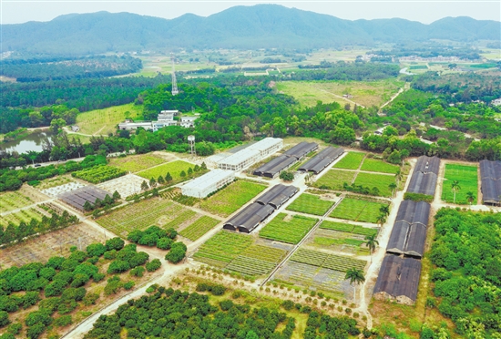 臺山市紅嶺種子園作為國家重點林木良種基地，落實高世代和智能育種區(qū)建設，帶動多家企業(yè)和育苗個體戶營建濕加松松樹良種繁育圃120公頃，累計生產(chǎn)苗木超3.7億株，良種良法廣泛推廣至南方11個省區(qū)。