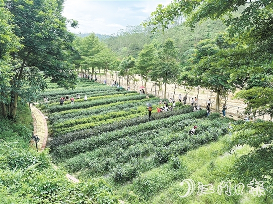 學(xué)生們在大沙里·歡茶谷的茶園里體驗(yàn)采茶。