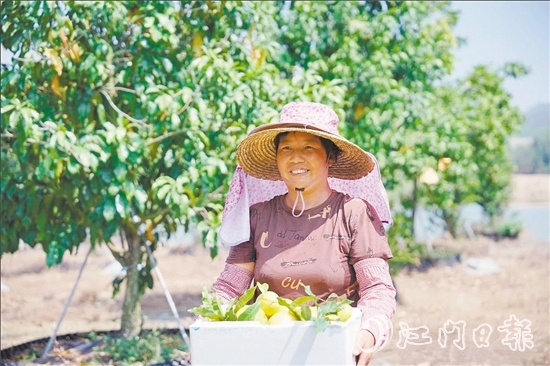 宅梧鎮(zhèn)鳳鳴谷果園的黃晶果迎來第二輪豐收。