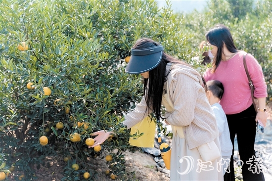 游客在新會(huì)一家柑園采摘大紅柑。