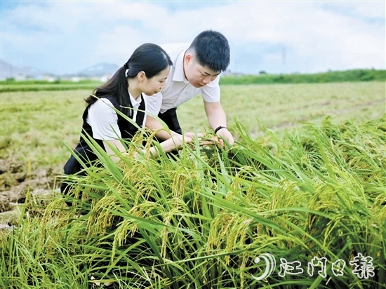 農(nóng)發(fā)行臺(tái)山市支行客戶(hù)經(jīng)理深入田間，調(diào)研當(dāng)?shù)厍锛Z收成情況。