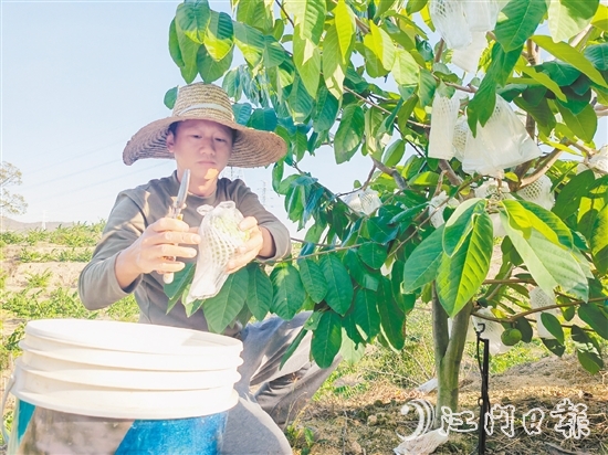 釋迦果采摘季將持續(xù)到明年3月中旬。