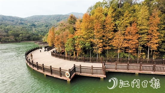 新會(huì)石澗公園大石頭風(fēng)景區(qū)的紅羽杉已陸續(xù)變紅。