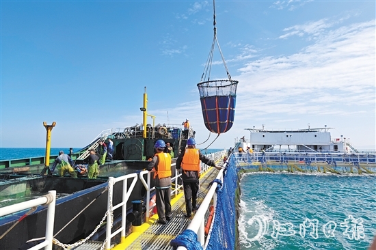 黃茅海跨海通道開通當天，新一批鮸魚良種被成功投放至“臺山1號”。