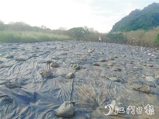 在治理現(xiàn)場，已清除互花米草的區(qū)域用遮陽網(wǎng)進(jìn)行遮蓋。