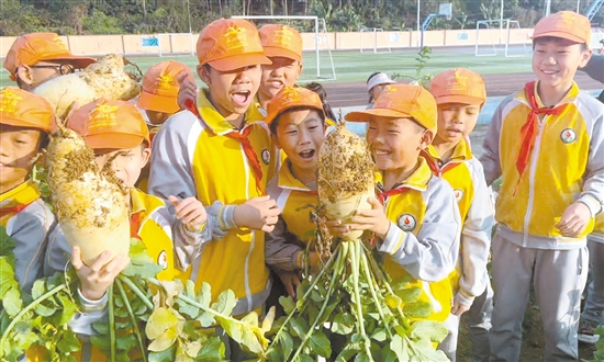 孩子們拔出了一個又一個白白胖胖的甜水蘿卜。