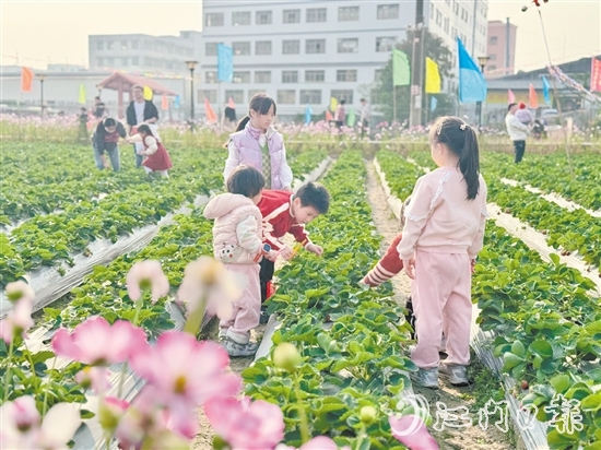 小朋友們手持剪刀，細(xì)心地采摘草莓。