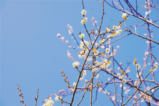 梅花開放正當(dāng)時。