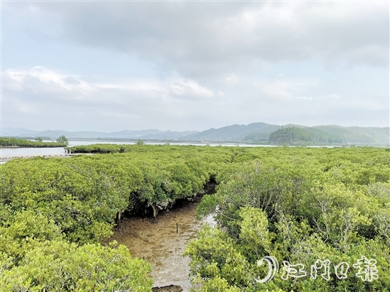 恩平鎮(zhèn)海灣紅樹林是環(huán)鎮(zhèn)海灣生態(tài)文明發(fā)展示范區(qū)的一顆耀眼明珠。