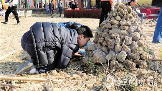 孩子在田野間體驗焗雞。